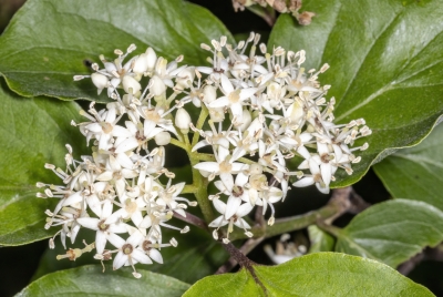 Gray Dogwood May 2025